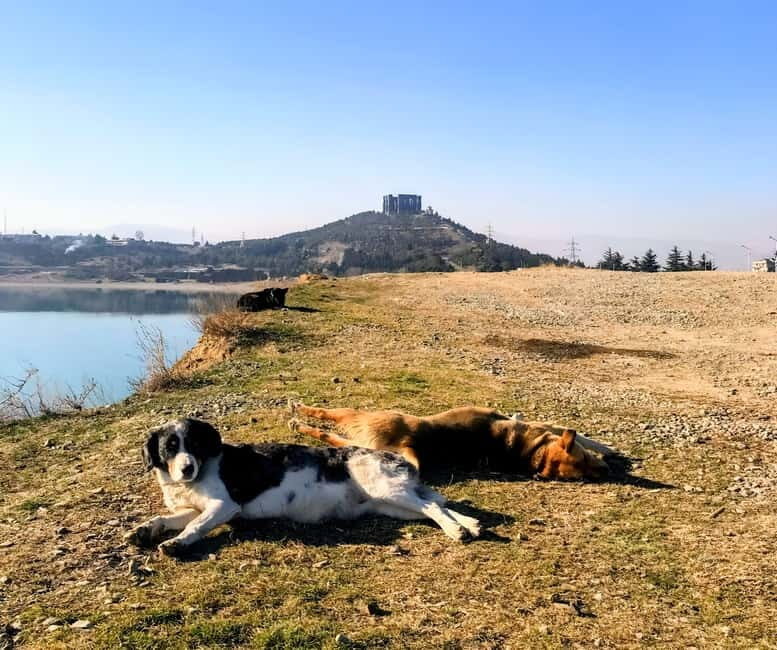 From Tbilisi: Sabaduri, Bears, Jvari & Chronicle of Georgia - Summary