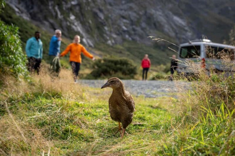 From Te Anau: Milford Sound Coach, Cruise, and Walks - Final Thoughts