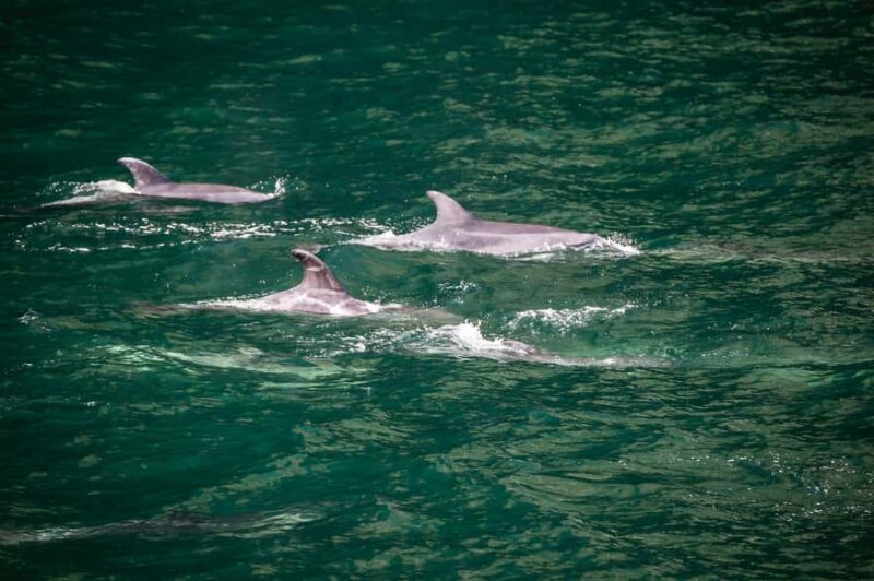 From Te Anau: Milford Sound Cruise and Coach Day Trip - Is There Anything to Watch Out For?