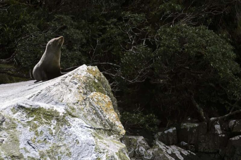 From Te Anau: Milford Sound Cruise and Coach Day Trip - FAQ