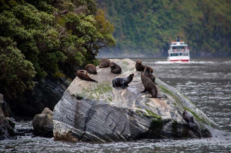 From Te Anau: Milford Sound Small-Group Tour Including Lunch - FAQs