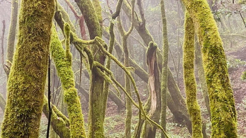 From Tenerife South: La Gomera Full-Day Trip with Transfers - Key Points