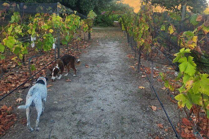 From the Border Valle de Guadalupe Private Wine Tour - Frequently Asked Questions (FAQs)