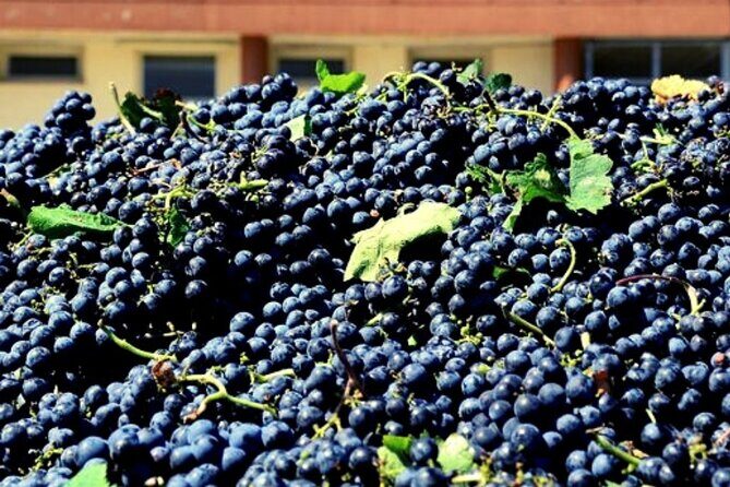 From the Vineyards to the Chalice: A Unique Tasting Experience - Final Thoughts