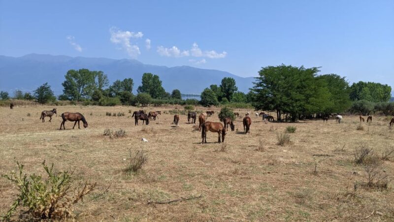 From Thessaloniki: Lake Kerkini, Boat Ride & Winery Day Tour - Key Points