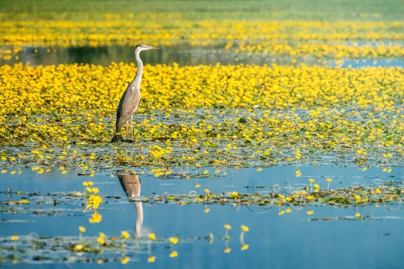 From Thessaloniki: Private Day Trip to Kerkini Lake - FAQs