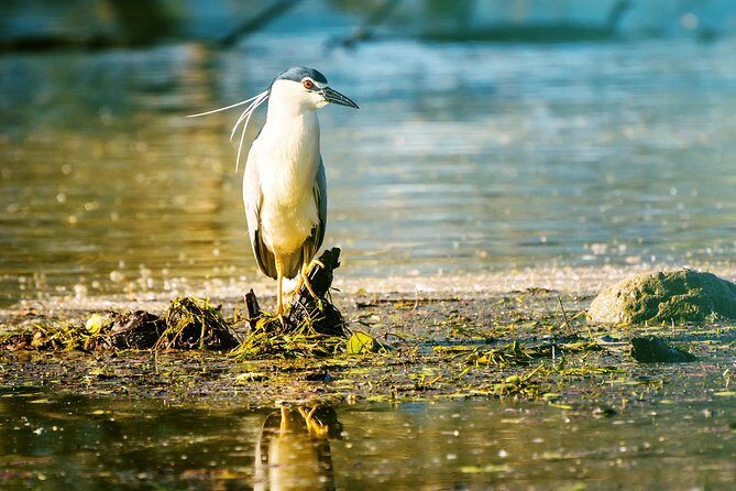 From Thessaloniki: Private Day Trip to Kerkini Lake - The Sum Up