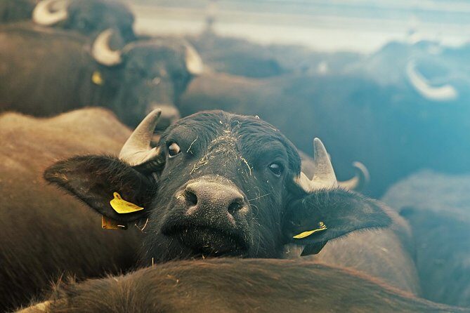 From Thessaloniki: Private Day Trip to Kerkini Lake - FAQ