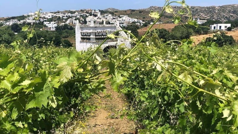 From Tinos: Stemnitsa Winery Tour with Tasting - Key Points