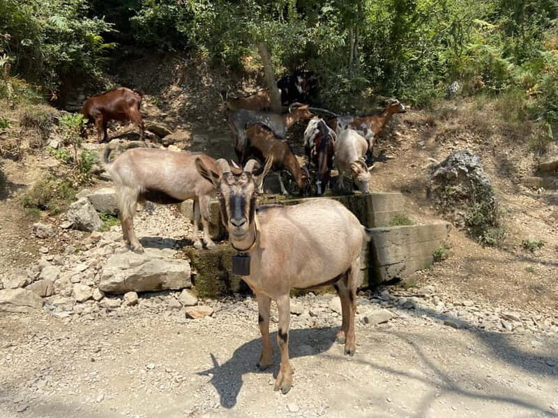 FROM TIRANA: Bovilla Lake & Gamti Mountain Hiking Trip - Frequently Asked Questions