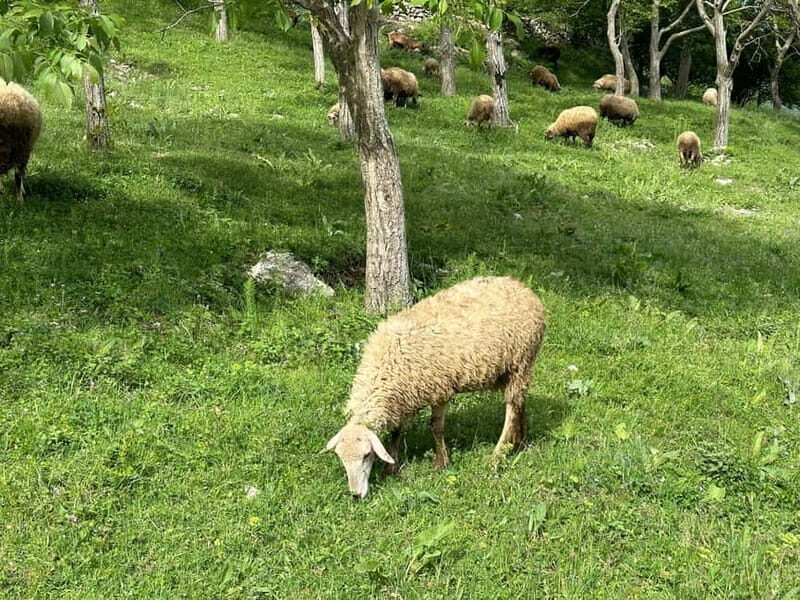 From Tirana: Bovilla Lake & Gamti Mountain Viewpoint Hike - Who Is This Tour Best For?