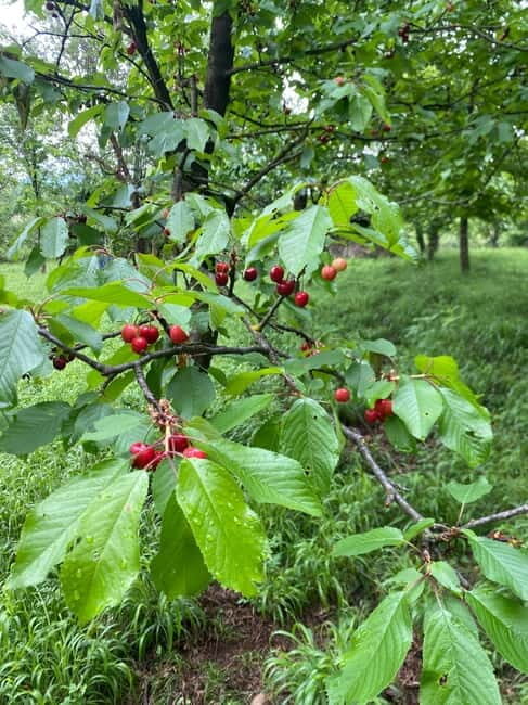 From Tirana/Durres: THINK GLOBAL, ACT AS A LOCAL - FAQs