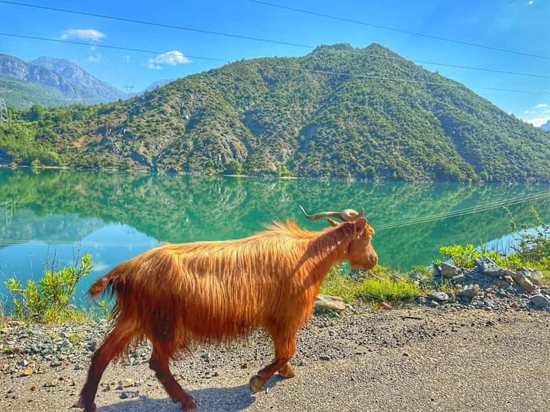 From Tirana/Shkodra: Komani Lake and Shala River Day Trip - Final Thoughts