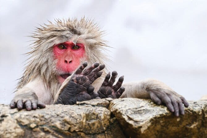 From Tokyo: Nagano Snow Monkey Park Private Tour - An In-Depth Look at the Nagano Snow Monkey Tour