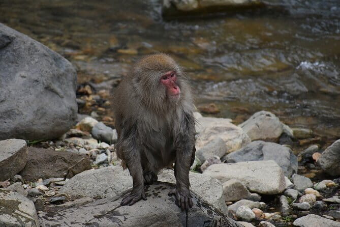 From Tokyo: Nagano Snow Monkey Park Private Tour - Final Thoughts: Is It Worth It?