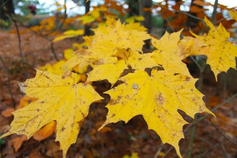 From Toronto: Explore Muskoka - Hardy's Lake Provincial Park - Lunch Break and Local Charm