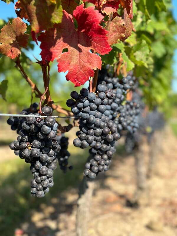 From Toronto: Niagara Falls Day Trip & Wine Tasting - Who Will Love This Tour?