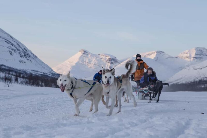 From Tromsø: Advanced Dog Sledding Daytime & Snow Park Visit - Key Points