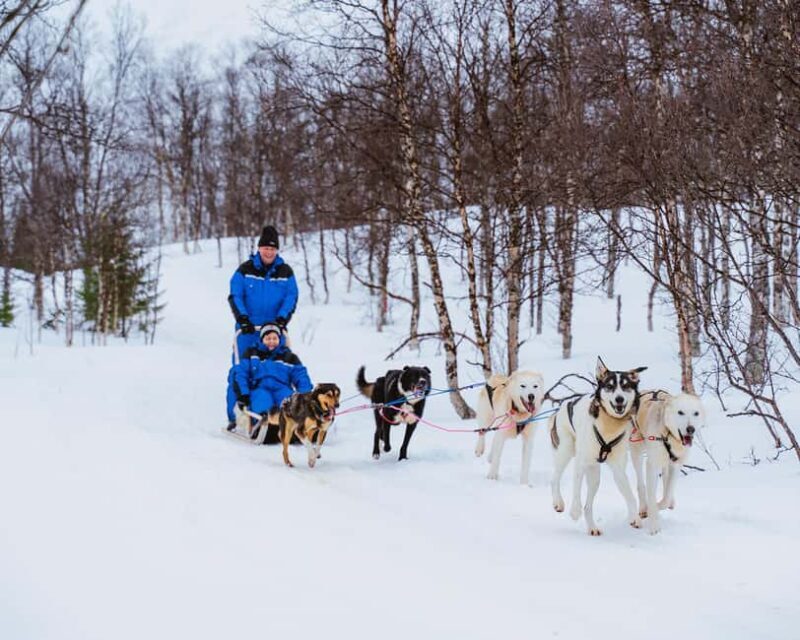 From Tromsø: Dog Sledding Experience with Transfer - Value for Money and Practical Insights