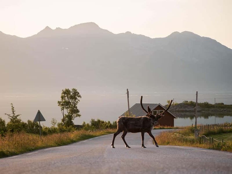 From Tromsø: Fjord Tour and Visit to Sommarøy in French - An In-Depth Look at the Fjord Tour and Sommarøy Visit