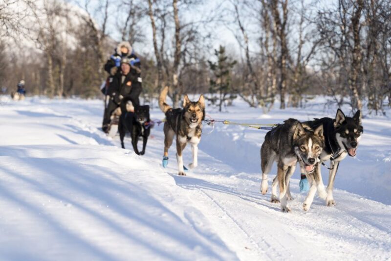 From Tromsø: Fun and Easy Dog Sledding Adventure - An In-Depth Look at the Tromsø Dog Sledding Tour