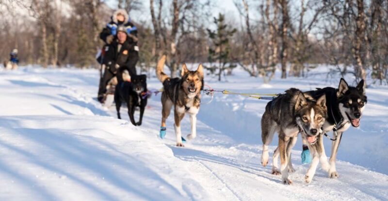 From Tromsø: Fun and Easy Dog Sledding Adventure - Who Will Love This Experience?