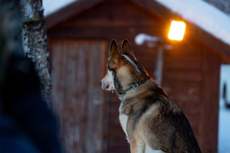 From Tromsø: Fun and Easy Dog Sledding Adventure - FAQ