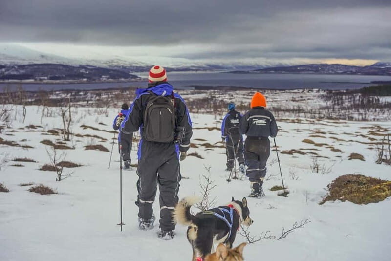 From Tromsø: Guided Husky Snowshoe Hike and Husky Camp Visit - An In-Depth Look at the Husky Snowshoe Hike Experience