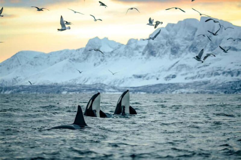 From Tromsø: Skjervoy Whale Watching RIB Boat Tour - An In-Depth Look at the Tromsø Skjervoy Whale Watching Tour