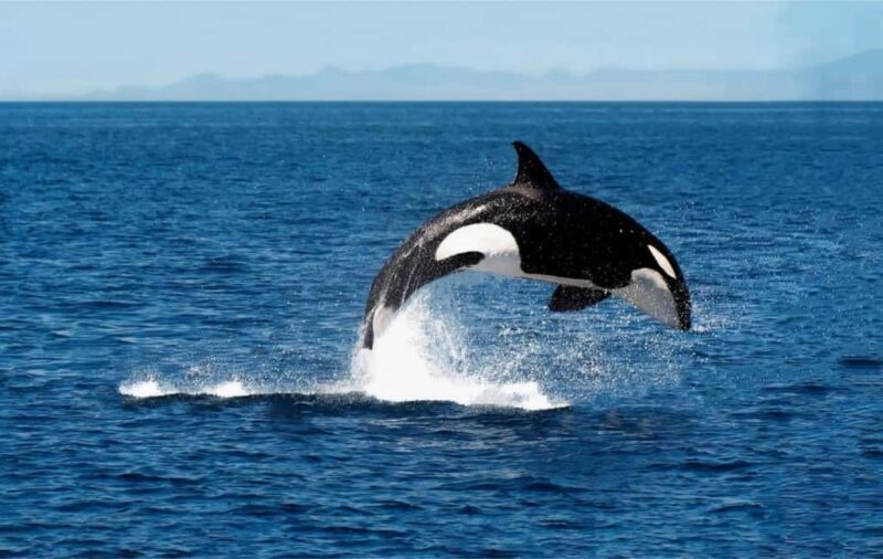 From Tromsø: Skjervoy Whale Watching RIB Boat Tour - Who Should Book This Tour?