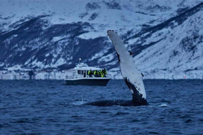 From Tromsø: Skjervoy Whale Watching RIB Boat Tour - The Sum Up