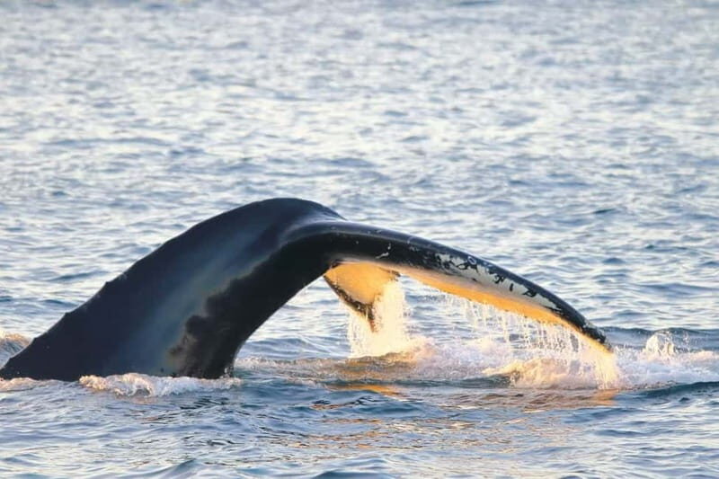 From Tromsø: Whale & Orca Safari with Lunch Included - Key Points