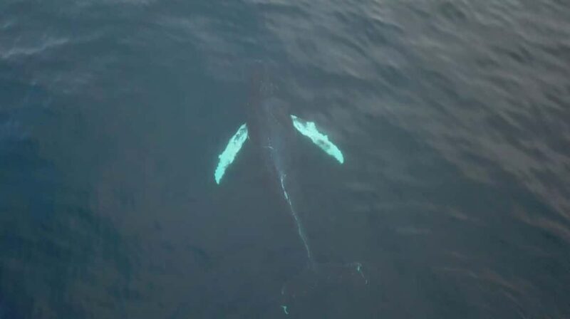 From Tromsø: Whale & Orca Safari with Lunch Included - An In-Depth Look at the Whale & Orca Safari Experience