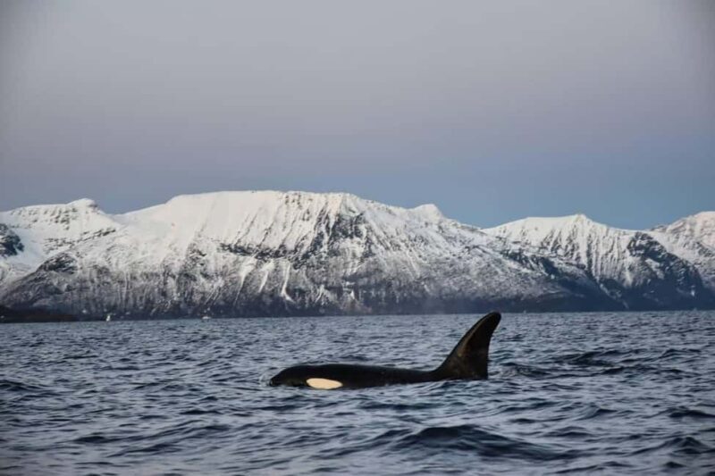 From Tromsø: Whale Sea Safari by RIB Boat - Key Points