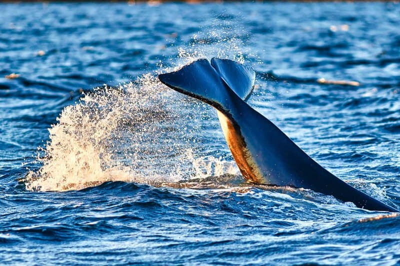 From Tromso: Whale Watching in Magic Skjervoy - Key Points