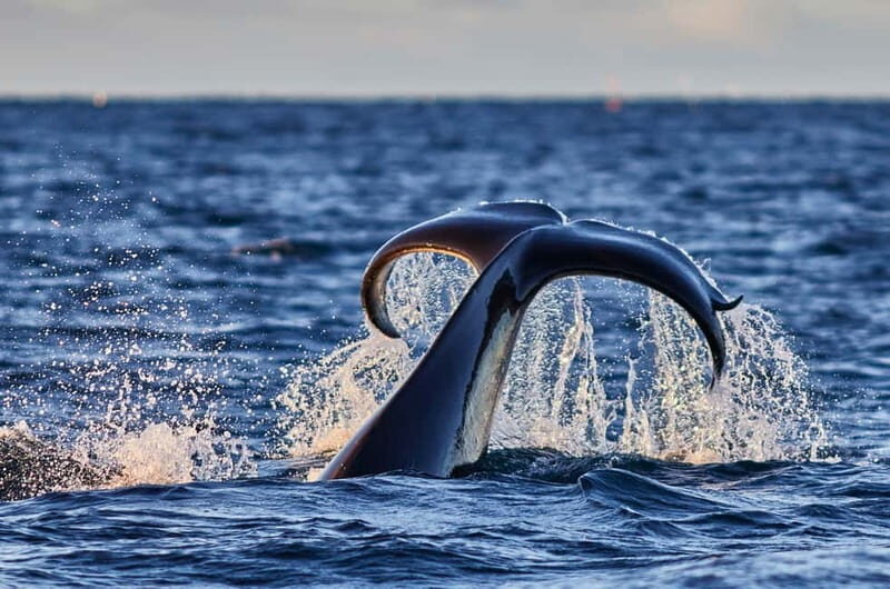 From Tromso: Whale Watching in Magic Skjervoy - Authenticity and Review Insights