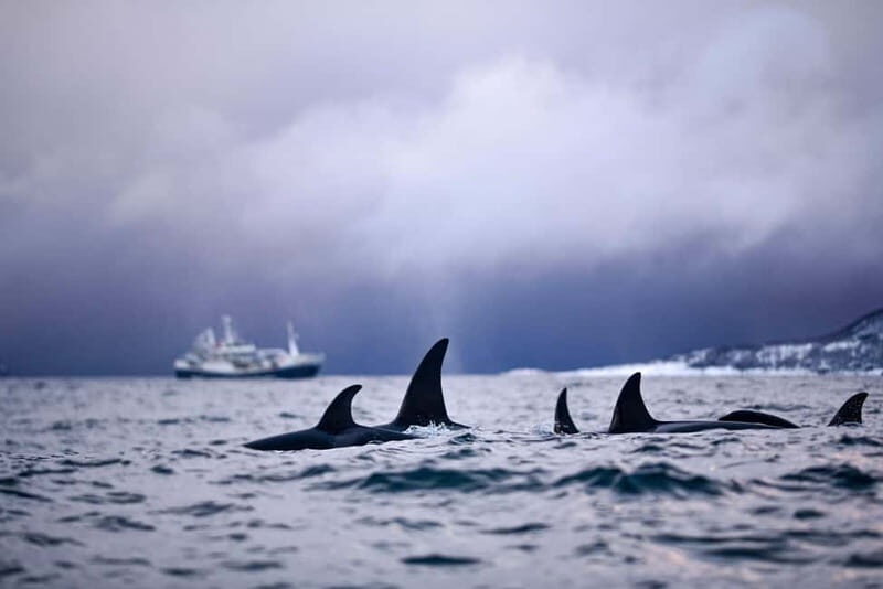 From Tromso: Whale Watching in Magic Skjervoy - Final Thoughts: Is This Tour for You?