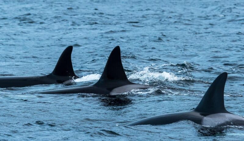 From Tromsø: Whale Watching RIB Safari at Skjervøy - A Detailed Look at the Whale Watching RIB Safari
