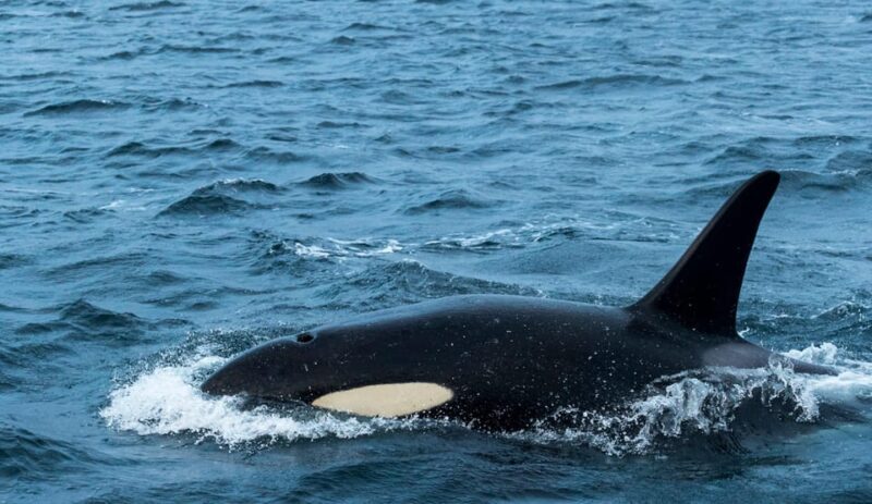 From Tromsø: Whale Watching RIB Safari at Skjervøy - Practical Tips for Travelers