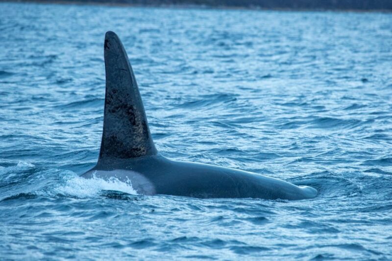 From Tromsø: Whale Watching RIB Safari at Skjervøy - Frequently Asked Questions
