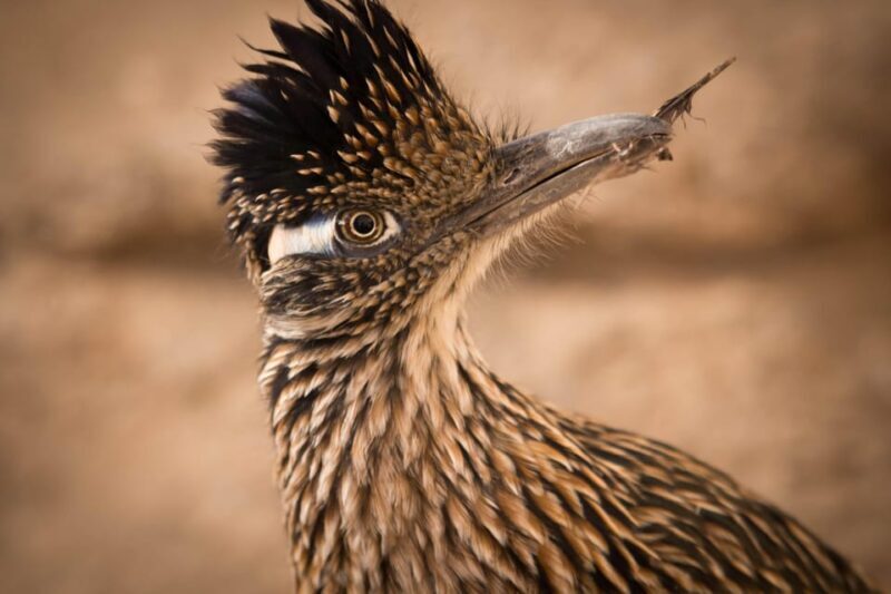 From Tucson: Sonoran Desert with Desert Museum Ticket - Final Thoughts: Who Will Love This Tour?