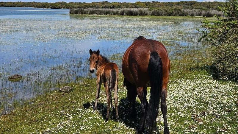 From Tuili: trekking in the Giara Park - Final Thoughts