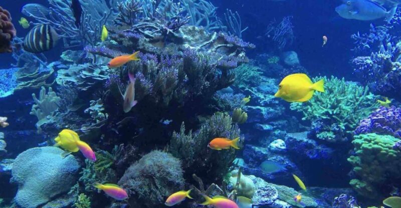 From Tulum: Cenote Riviera Maya & Snorkel Excursion - What Travelers Say