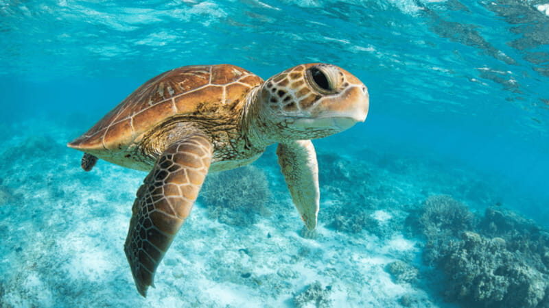 From Tulum: Tulum, Cenote and Turtle Swim Tour at Akumal - Genuine Traveler Perspectives