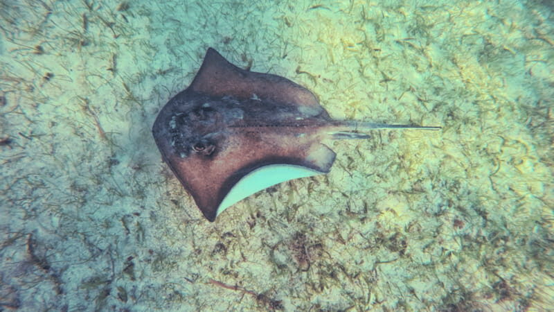 From Tulum: Tulum, Cenote and Turtle Swim Tour at Akumal - FAQ