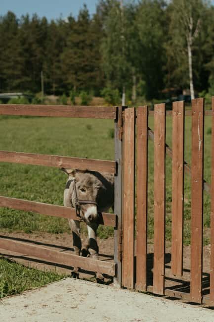 From Ulcinj: Montenegros Donkey Farm, A Family Adventure - Who Will Love This Tour?