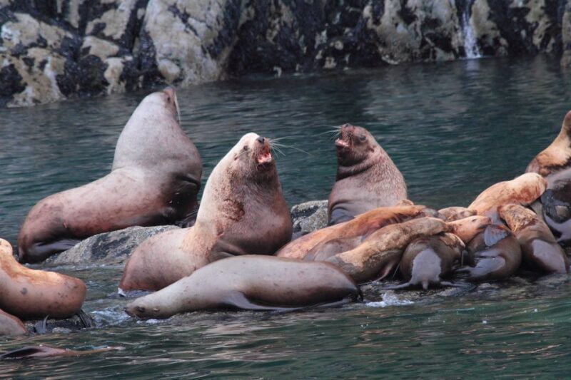 From Valdez: 7.5-hour Meares Glacier & Wildlife Cruise - From Valdez: 7.5-hour Meares Glacier & Wildlife Cruise — The Essential Guide