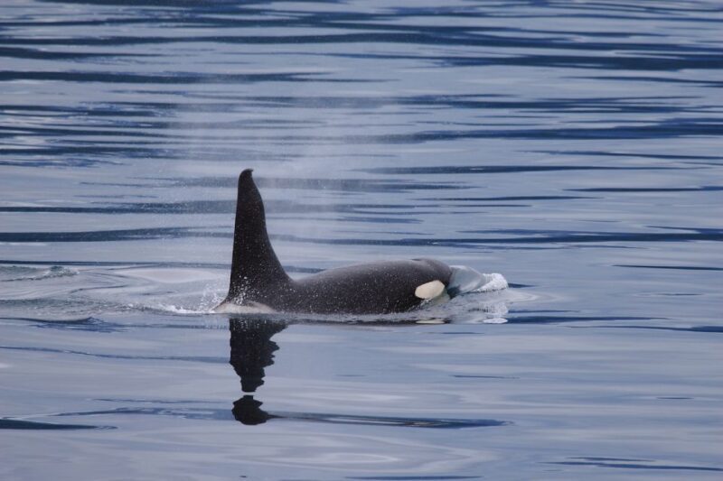 From Valdez: 7.5-hour Meares Glacier & Wildlife Cruise - FAQ