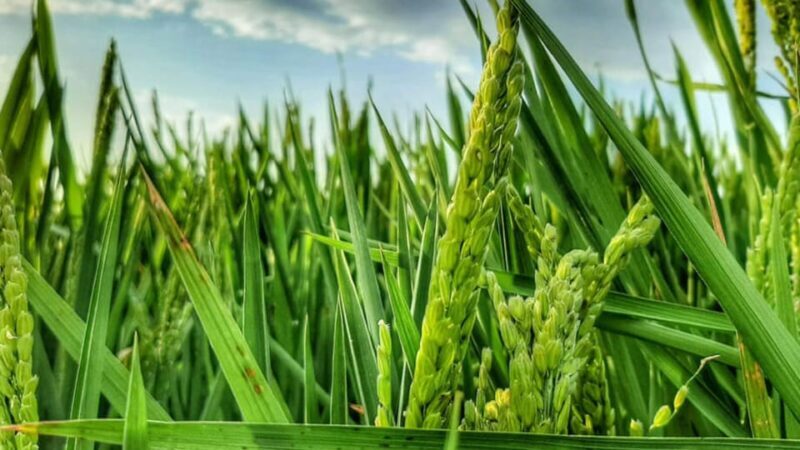 From Valencia: Albufera Natural Park Eco Boat Tour & Sunset - Frequently Asked Questions