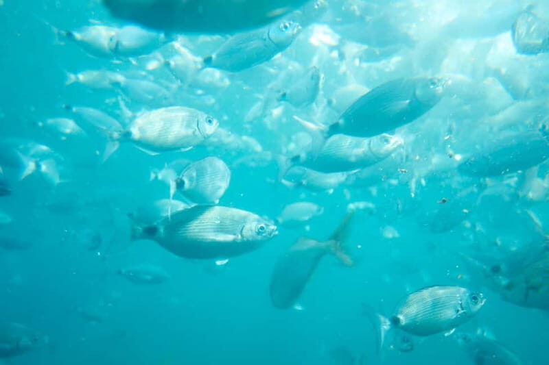 From Valencia: Tabarca Island - Exploring the Details of the Tour